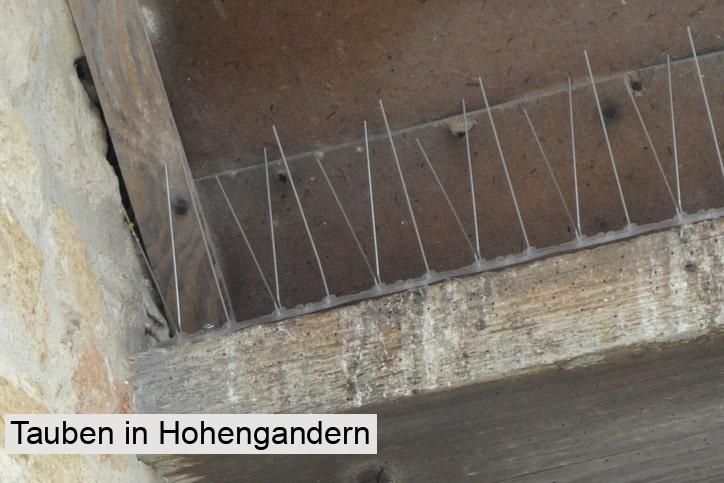 Tauben in Hohengandern